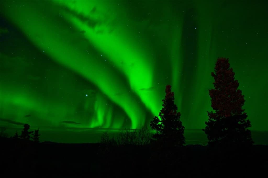 Nordlys over silhuett av trær i nattehimmel
