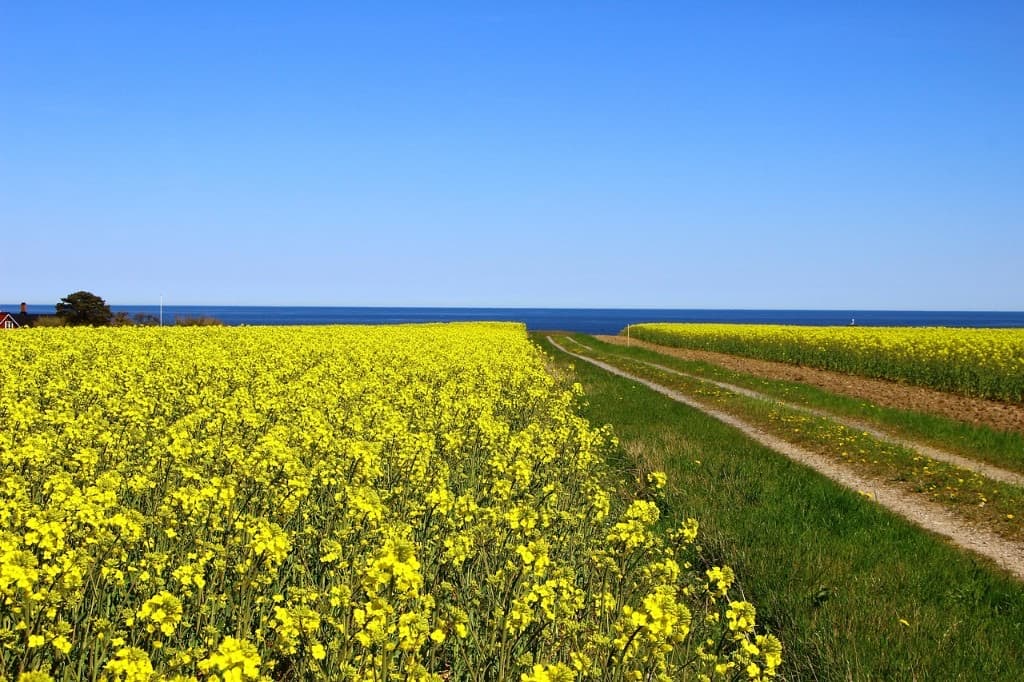 Gult rapsåker ved havet under klarblå himmel